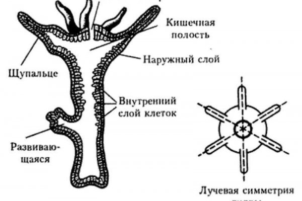 Кракен основная ссылка onion